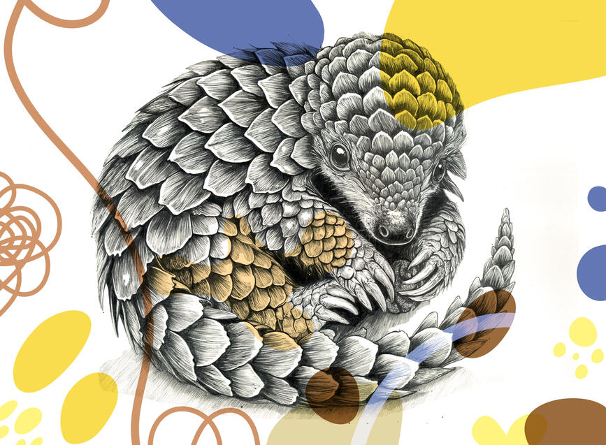 Baby Pangolin