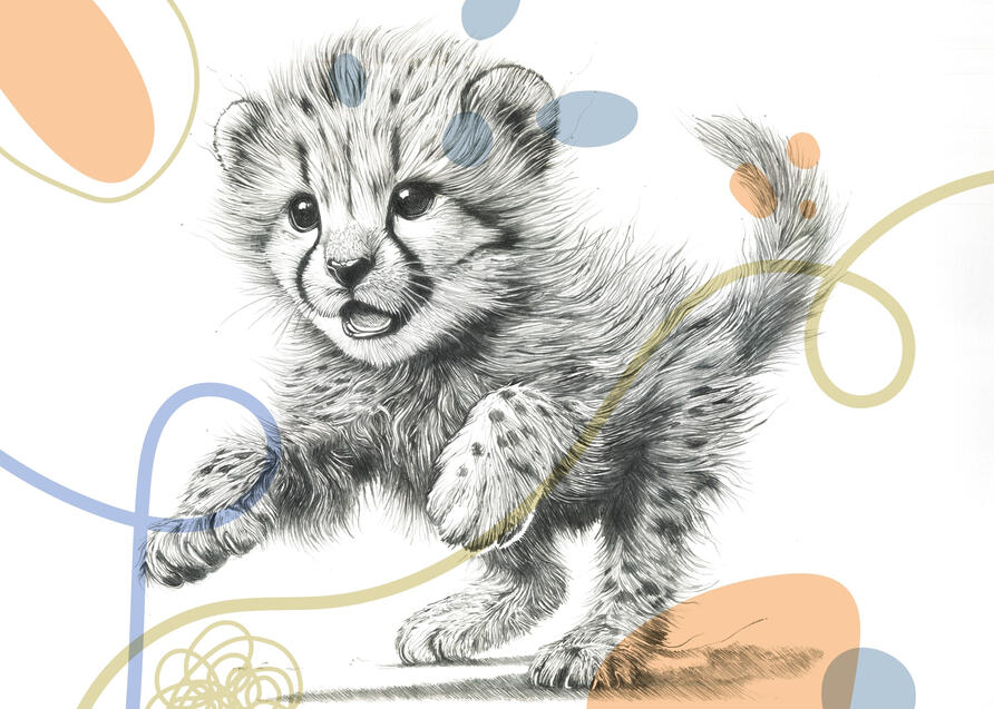 Baby Cheetah
