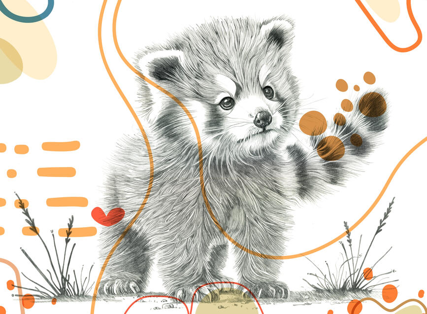 Baby Lesser Panda