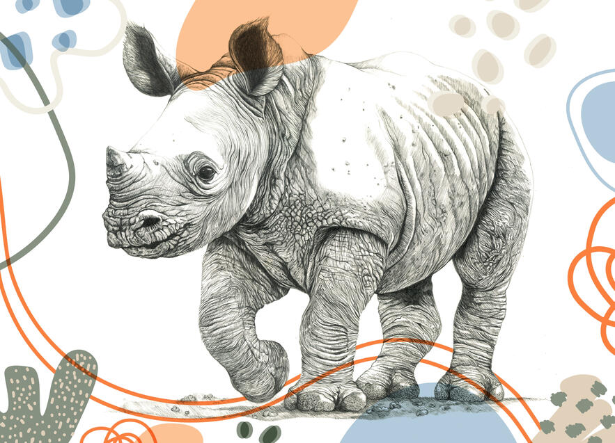 Baby Rhino