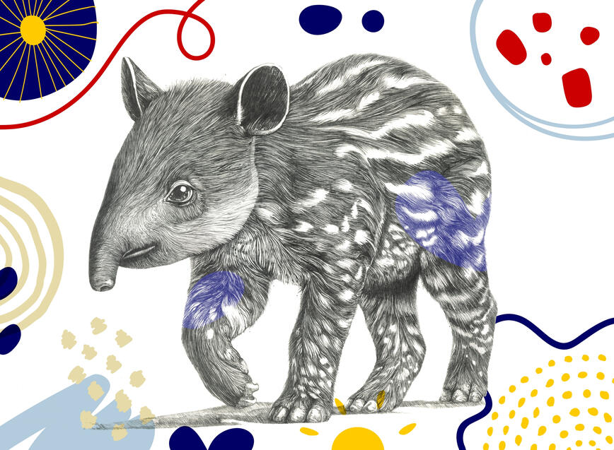 Baby Malay Tapir