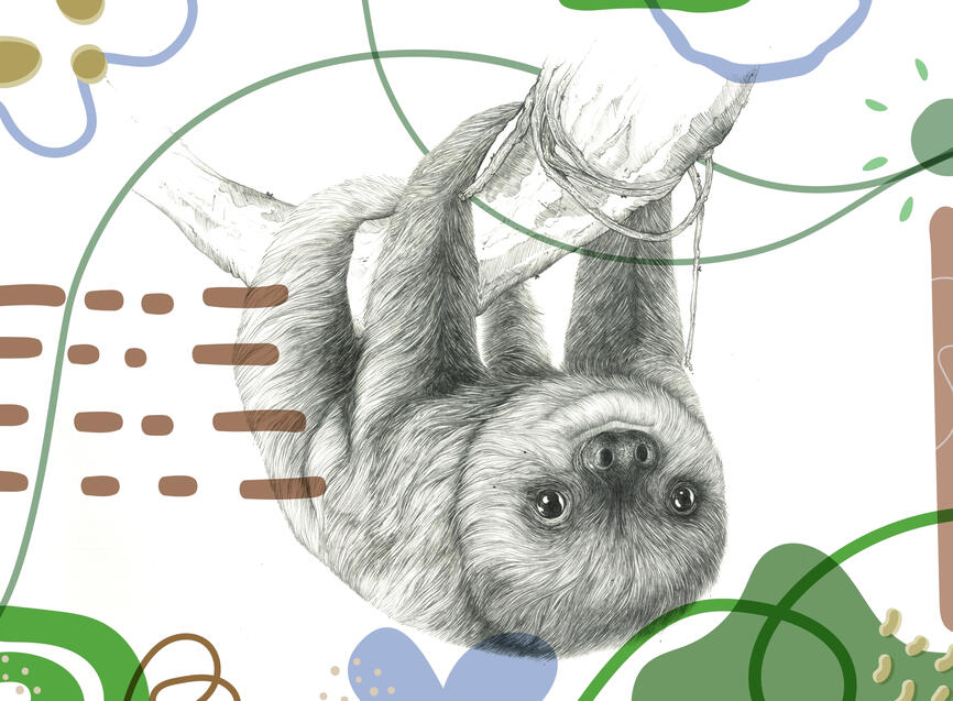 Baby Sloth