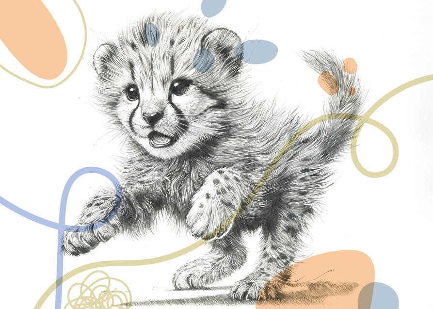 Baby Cheetah