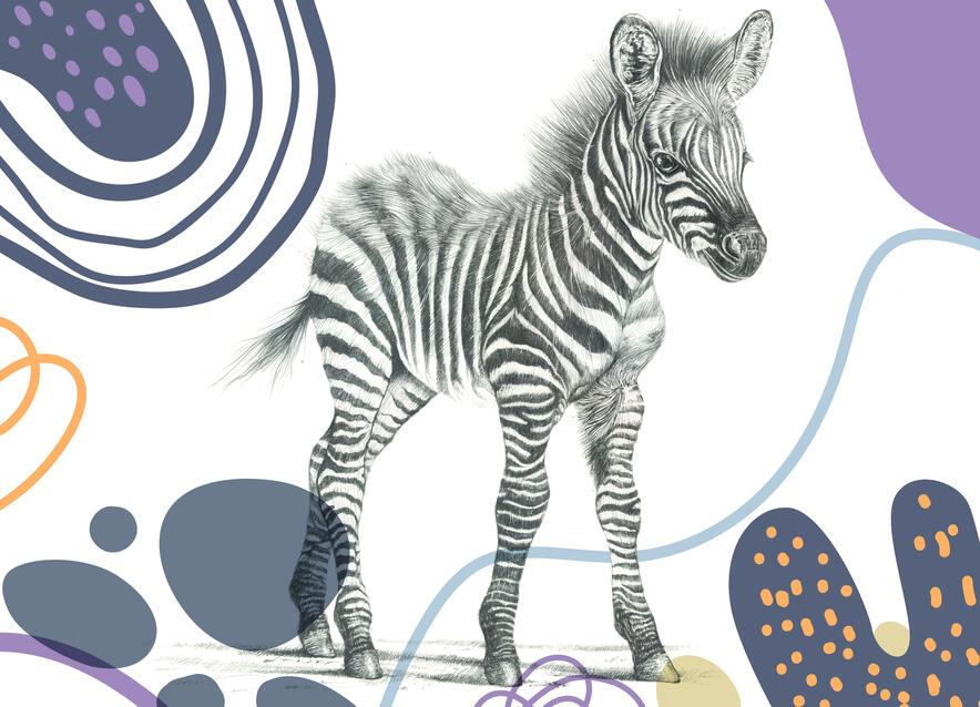 Baby Zebra