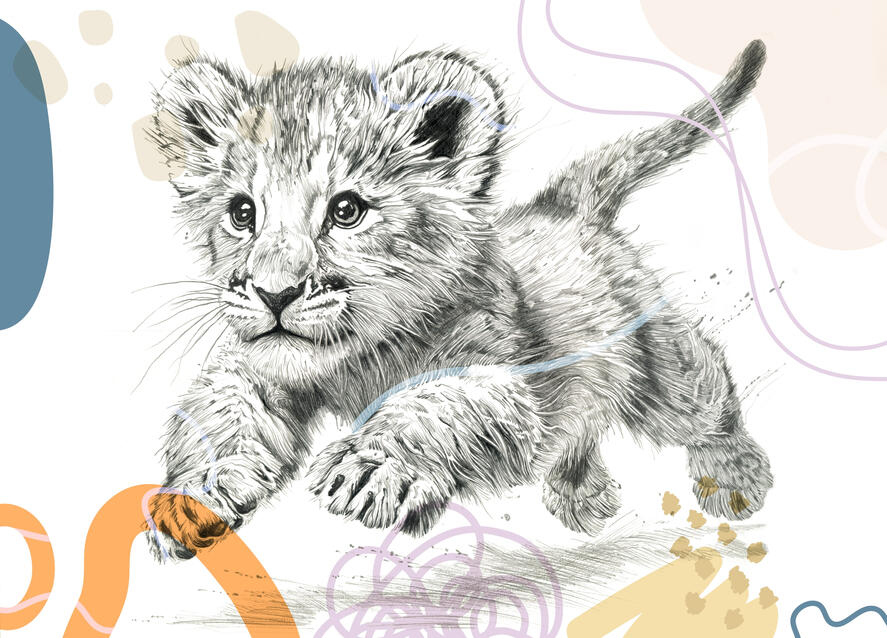 Baby Lion