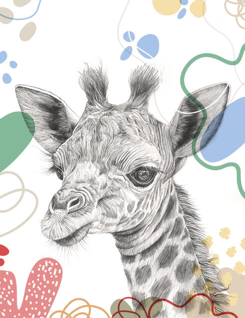 Baby Giraffe