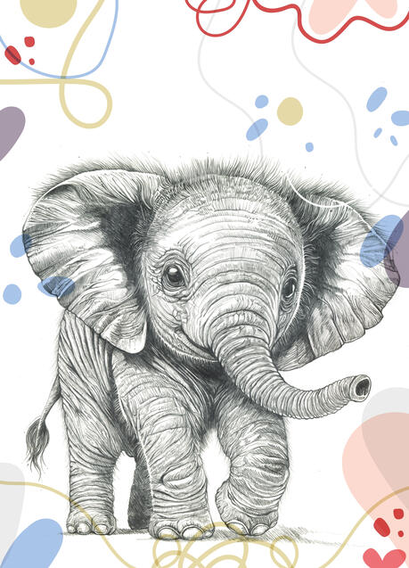 Baby Elephant